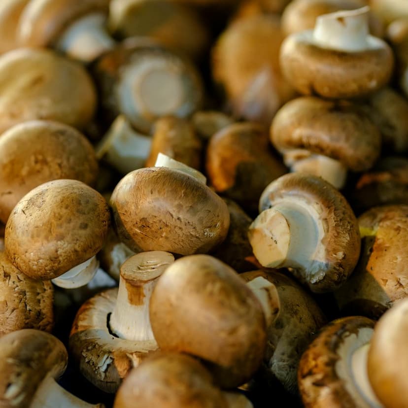 Shiitake
