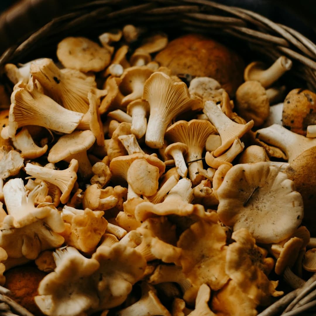 Champignons frais